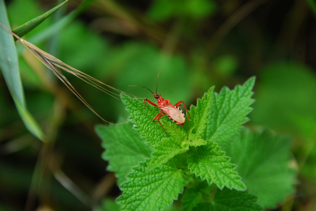Reduviidae: Rhynocoris punctiventris della Romania